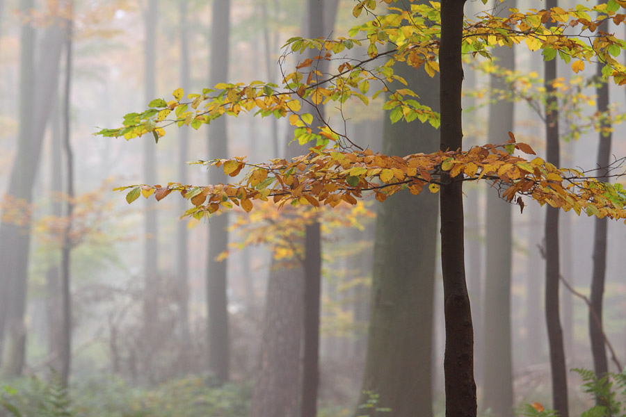 Nebelwald