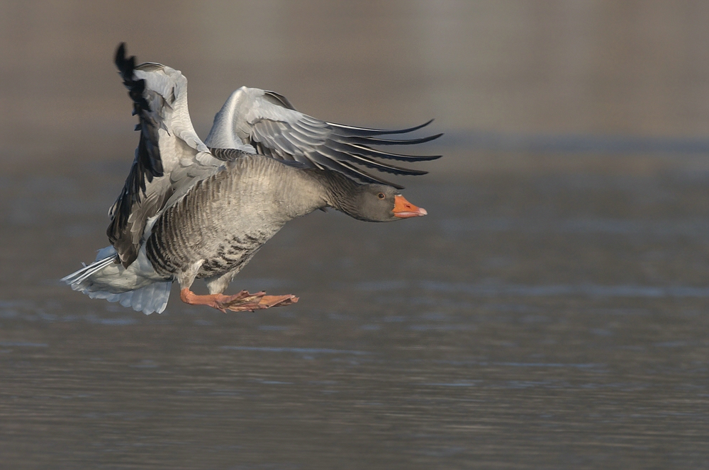 Landeanflug!