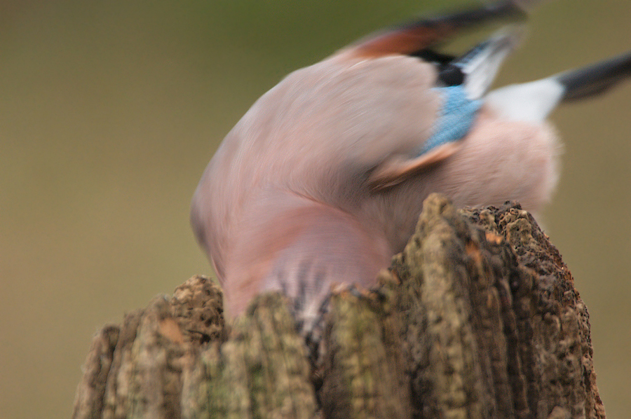 Ein etwas anderes Eichelhäher-Foto