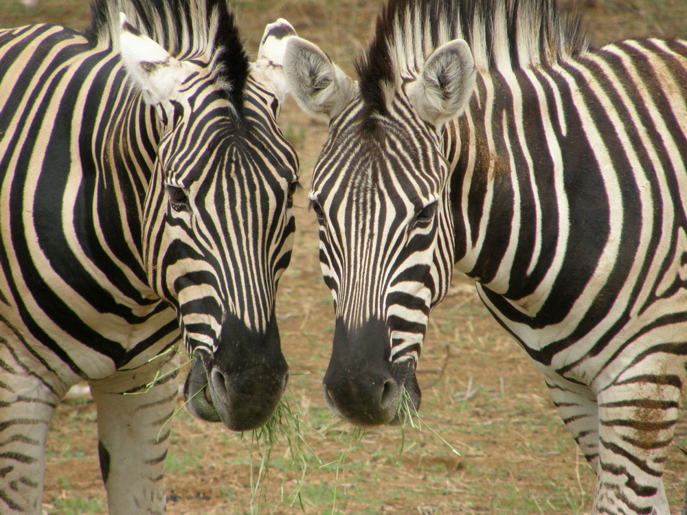 Zebra