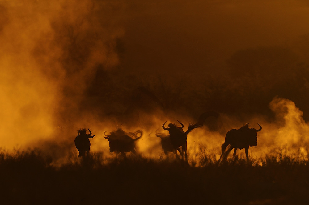 Gnus im glühenden Kalahari-Sand