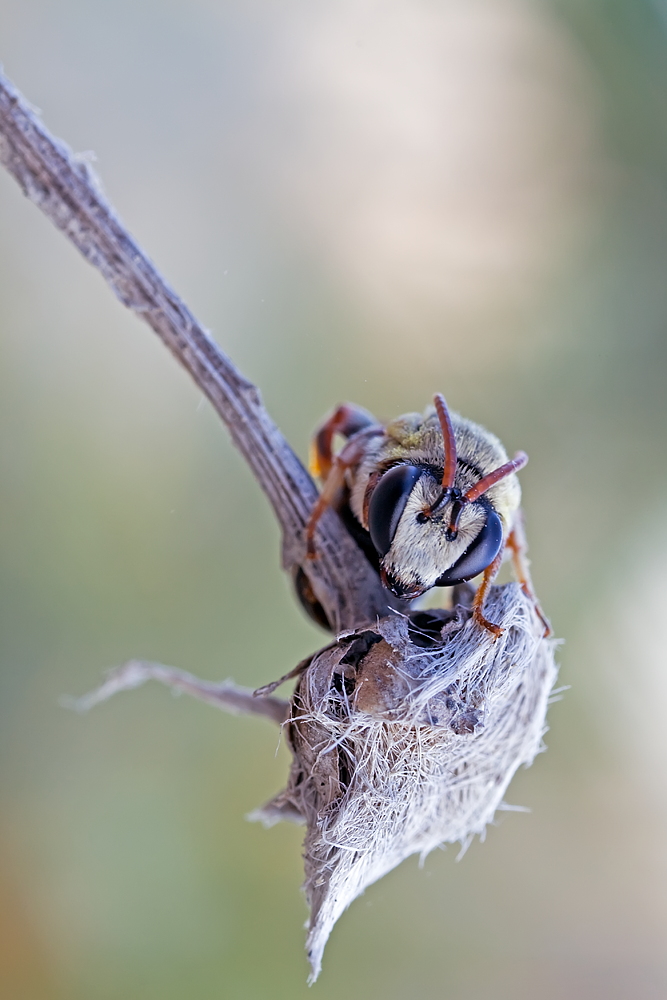 Sandbee