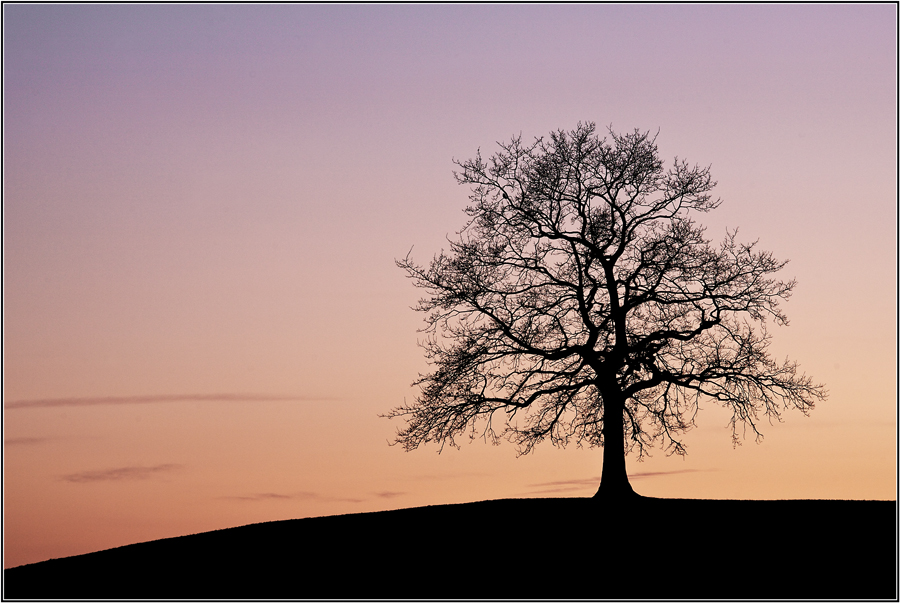 Eiche im winterlichen Abendlicht