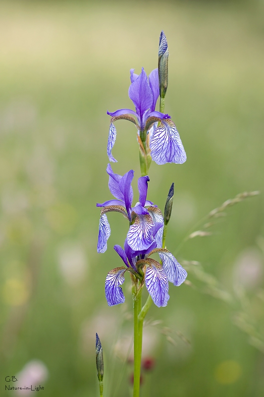 Blume des Jahres 2010