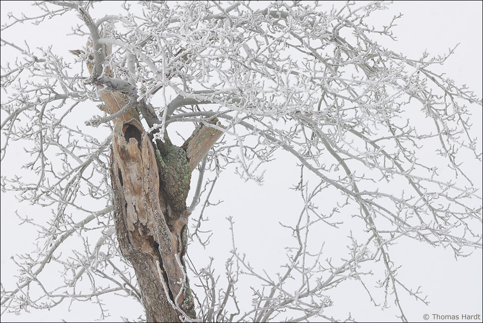 Die letzten Winter