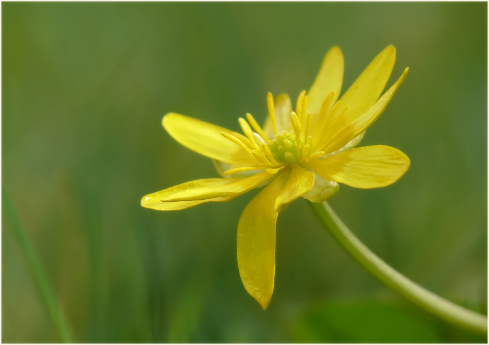 Kleine Sonne