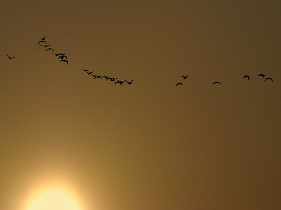 Graugänse am Abend