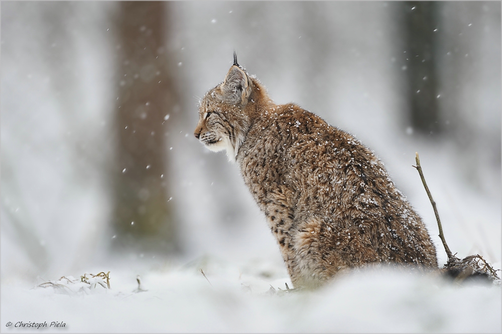 Eurasische Luchs (Lynx lynx)