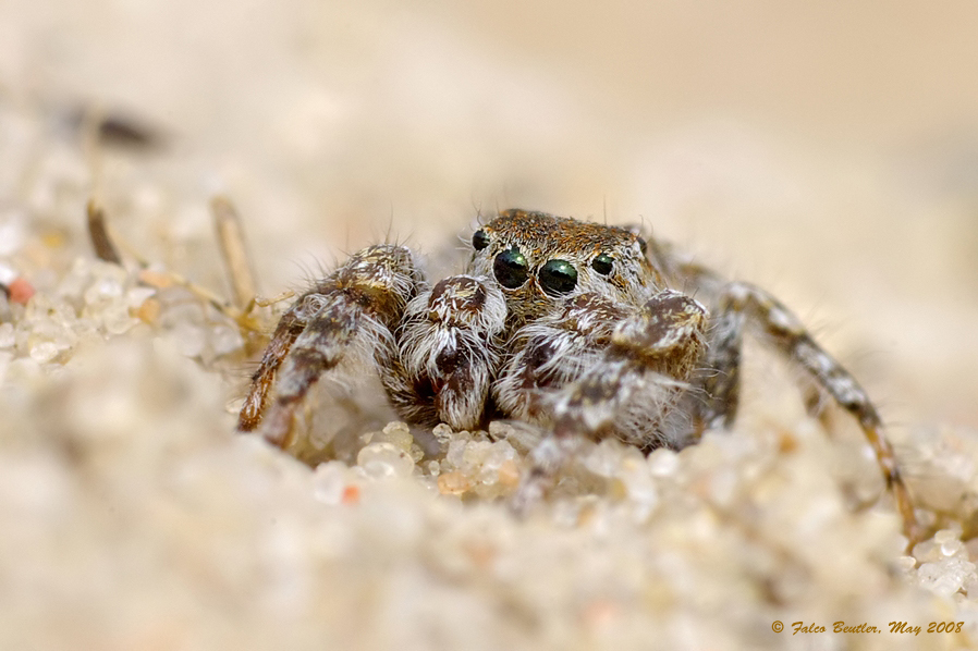 Duenenspringspinne