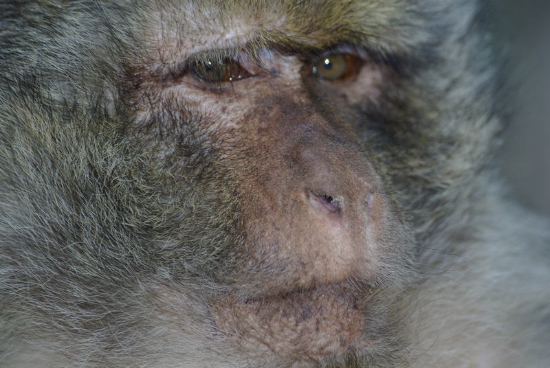 Berberaffe