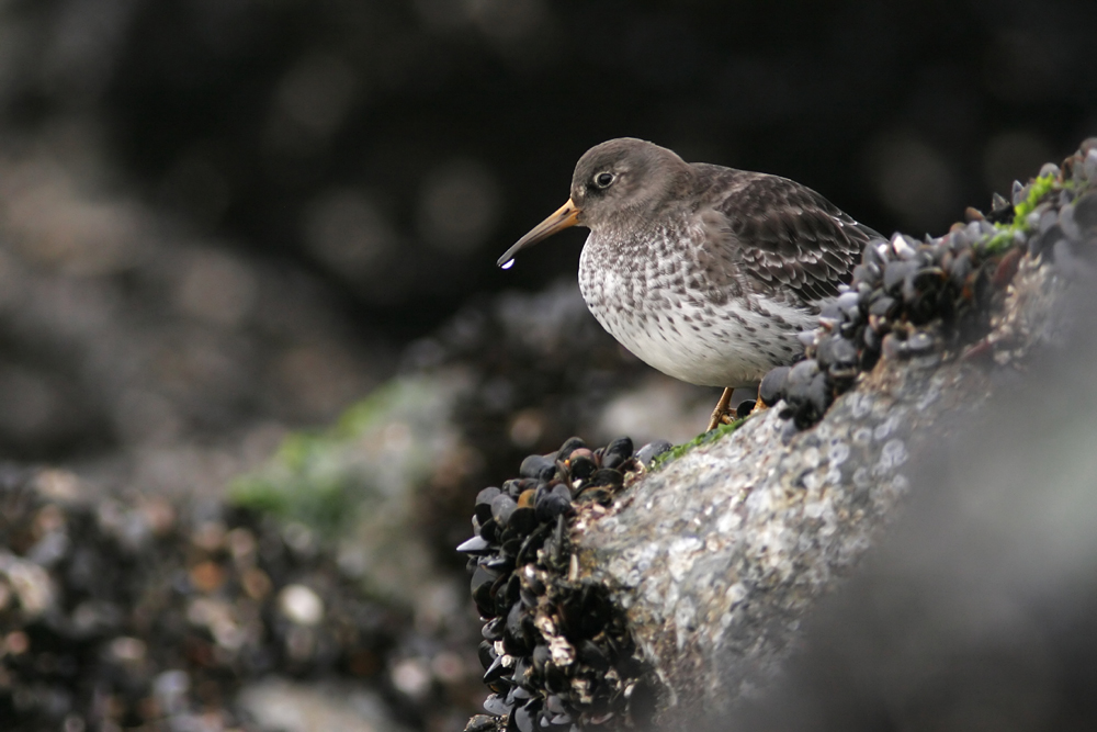 Meerstrandläufer auf Texel