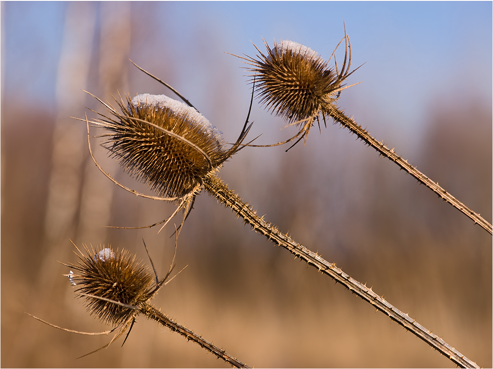 ~ im Schein der Wintersonne ~