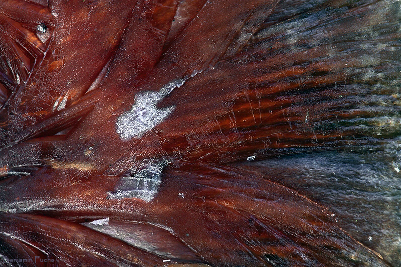 Muskelfasern