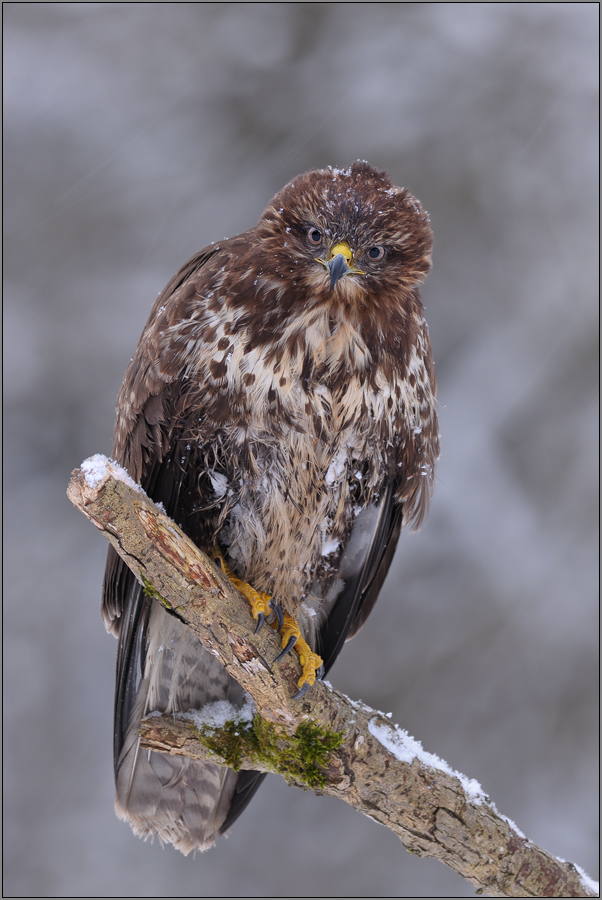 Bussard