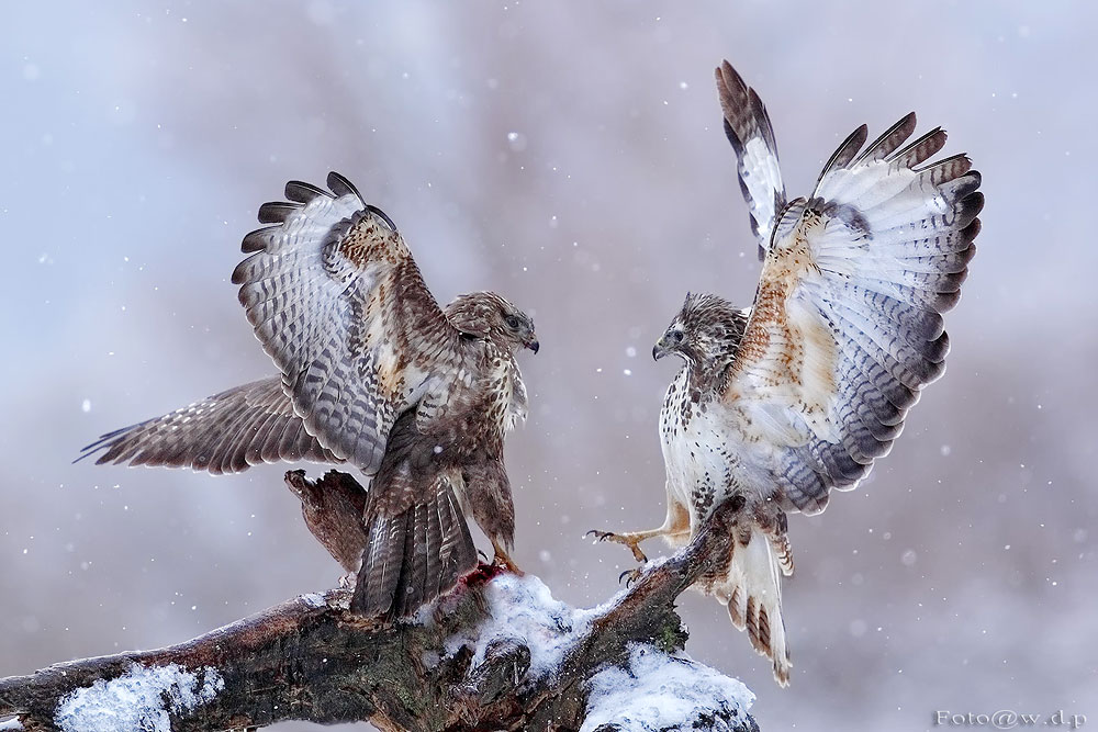 " Schneetreiben"