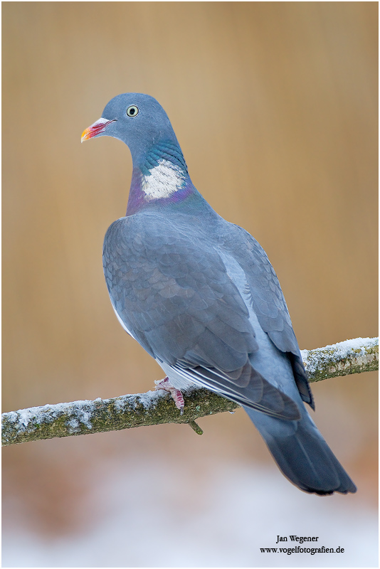 Ringeltaube (Columba palumbus)