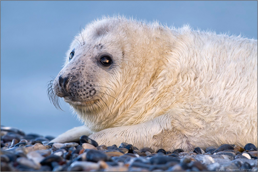 Kegelrobbe (Halichoerus grypus)