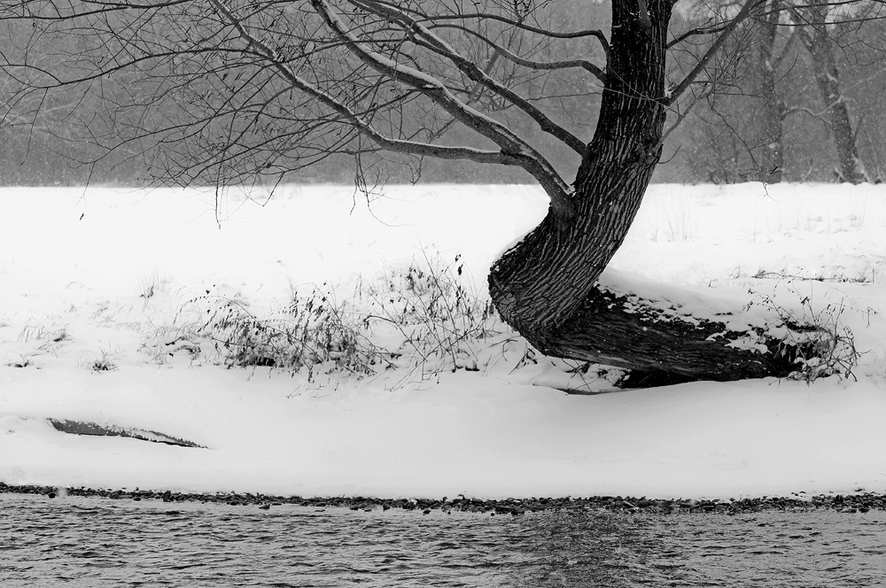 Gewundener Baum