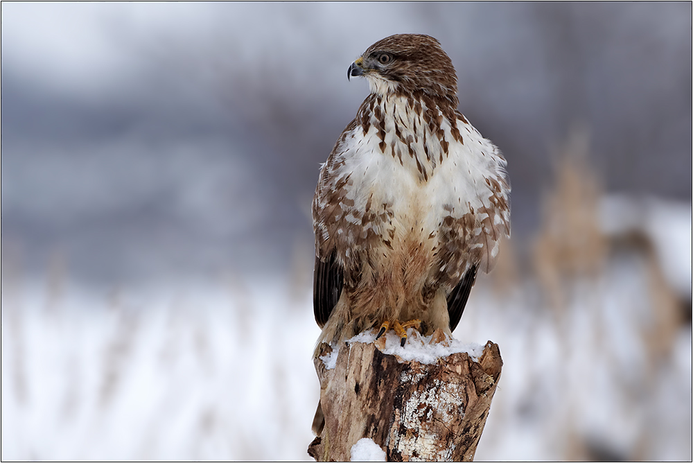 Bussard ...