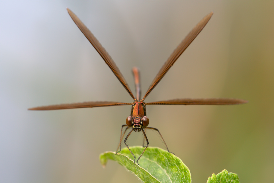 Kupferne Prachtlibelle