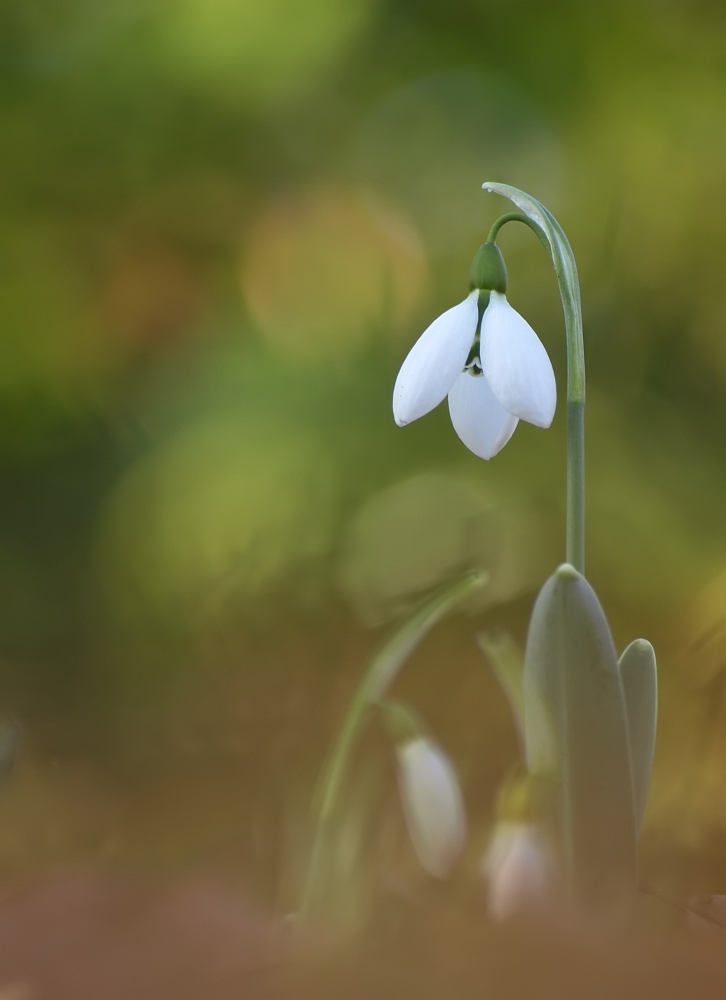 Schneeglöckchen