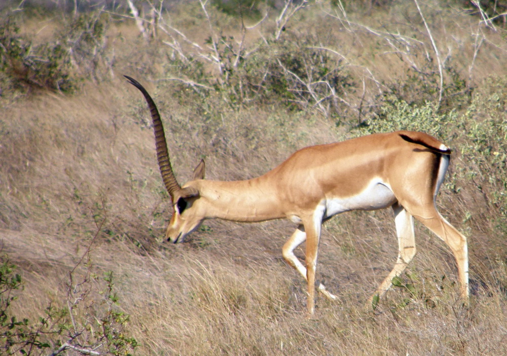 Grant`s Gazelle