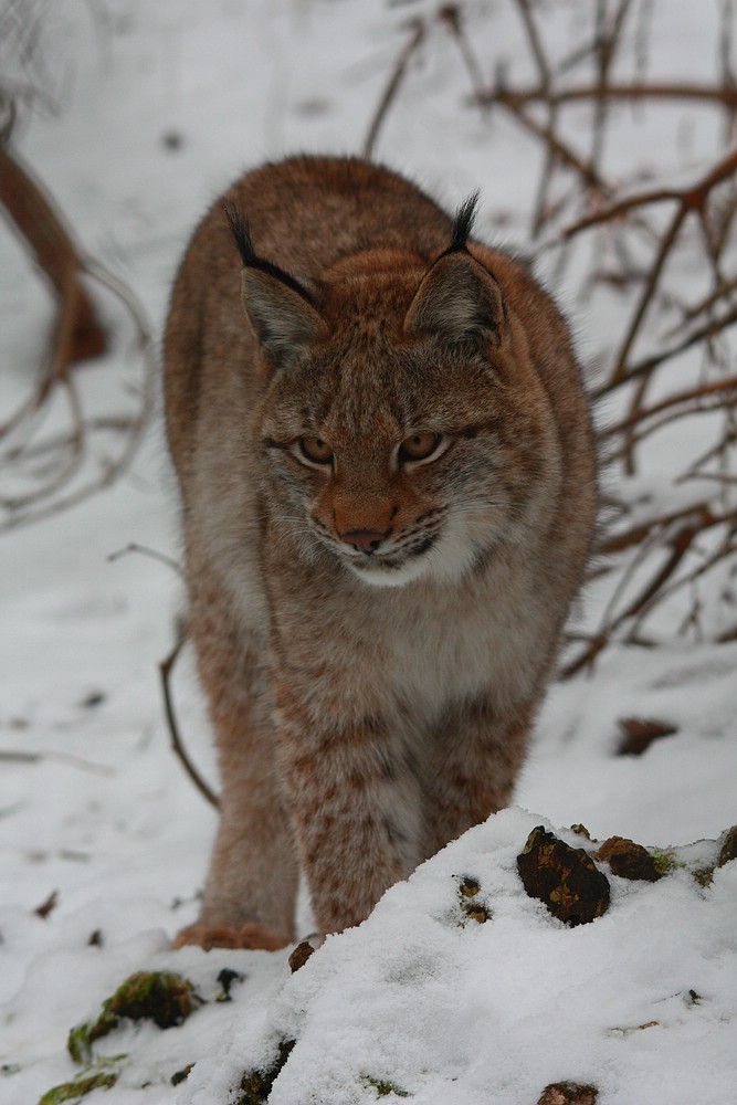 Spaziergang im Schnee