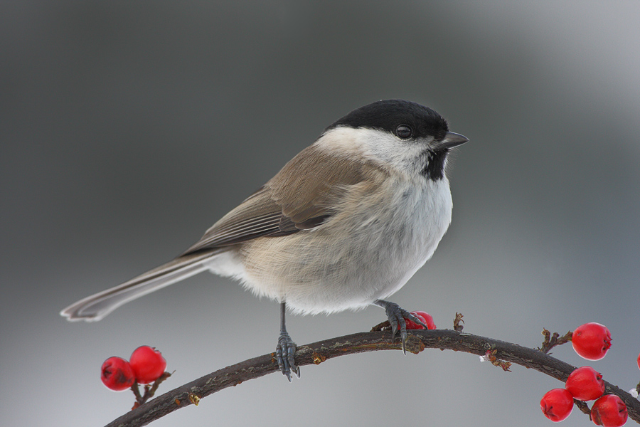 Weidenmeise (Parus montanus)