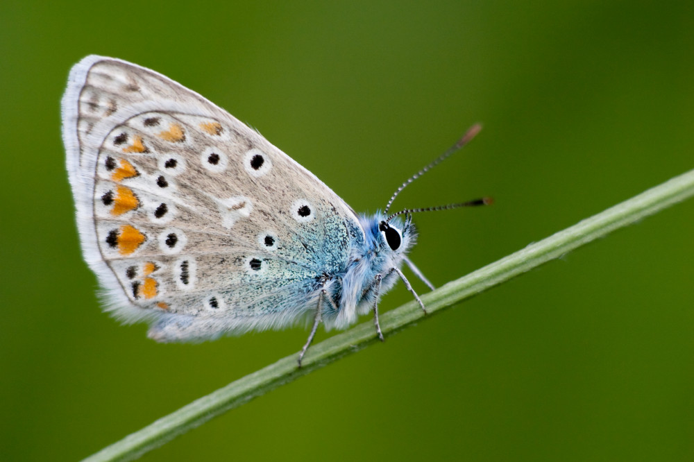  - image::Andre_Heid_icarus_schmetterling_wiese_polyommatus_makro_gras_hauhechel-blaeuling_blaeuling