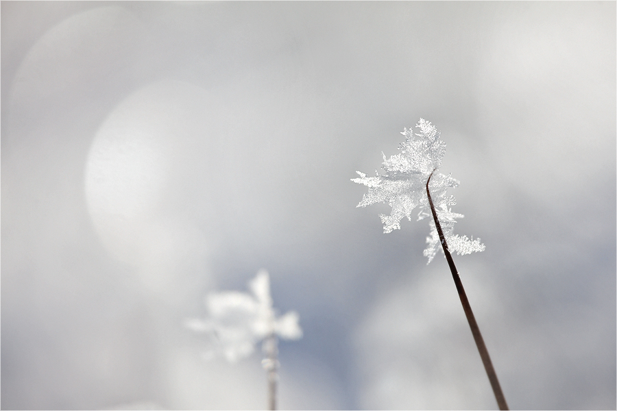 Winterträume
