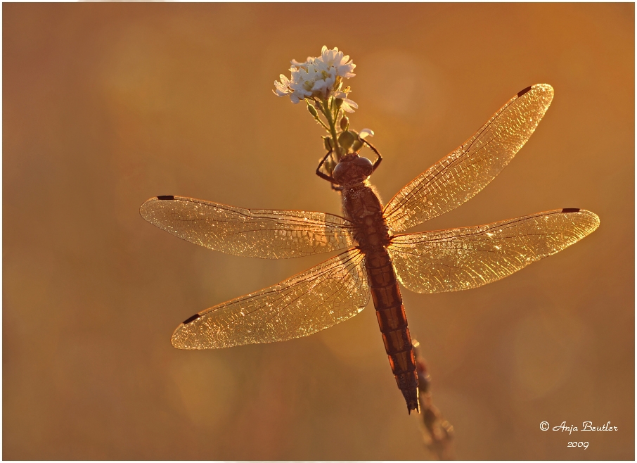 *Golden Morning*