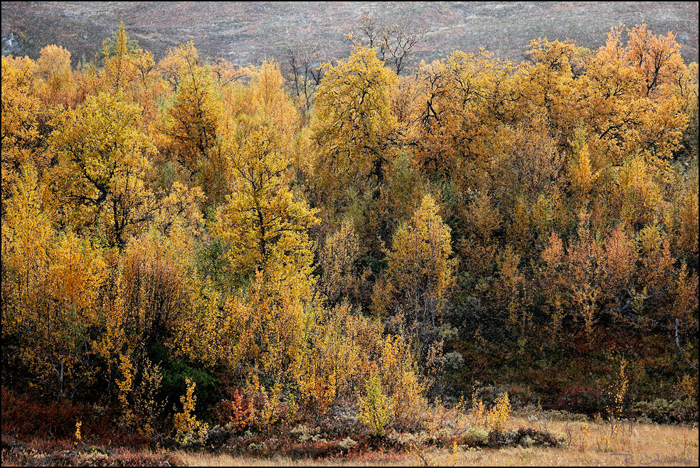 Yellow Jotunheimen