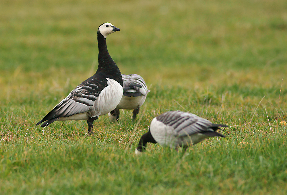 Eine Wachgans (Forum für Naturfotografen)
