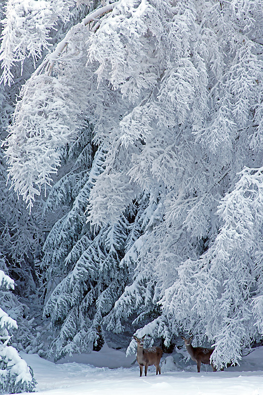 Rotwild im Winterwald