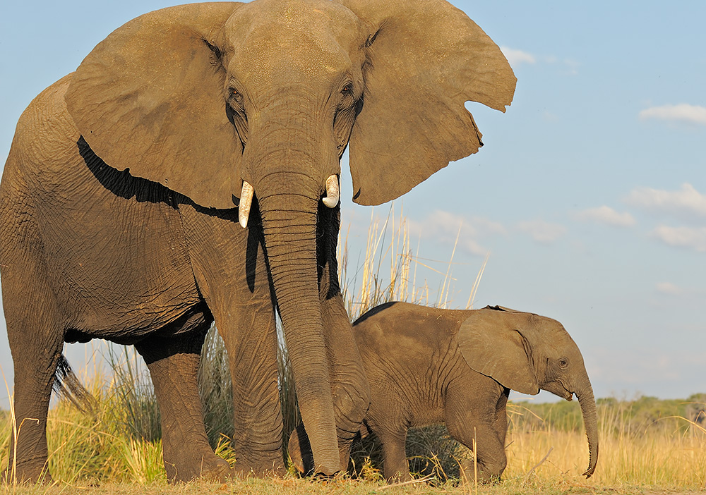 Afrikanischer Elefant