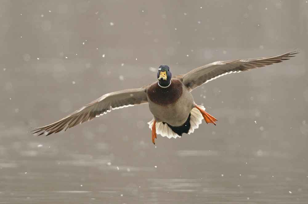 Flug durch den Schnee!