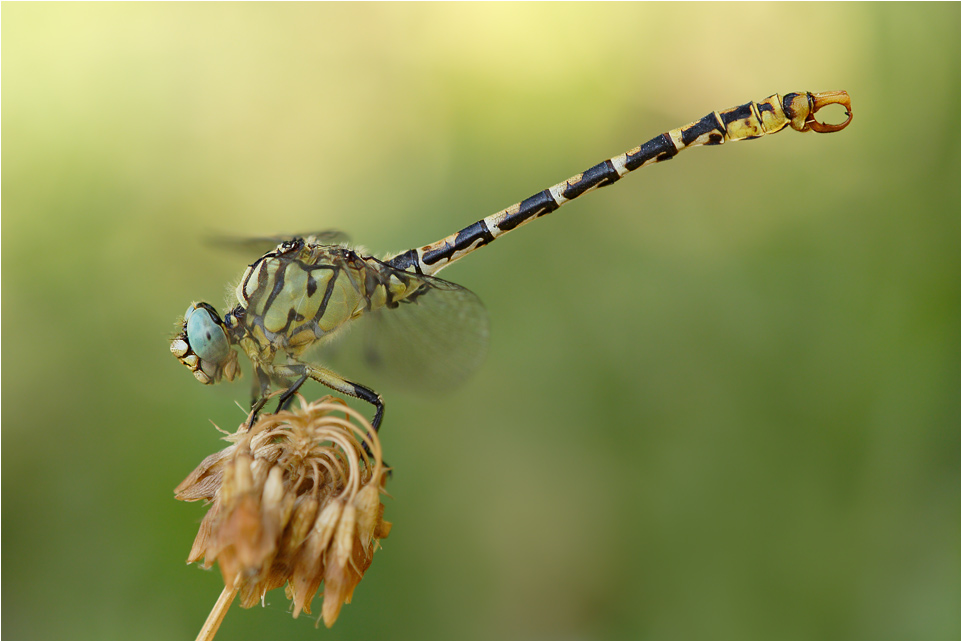 Kleine Zangenlibelle