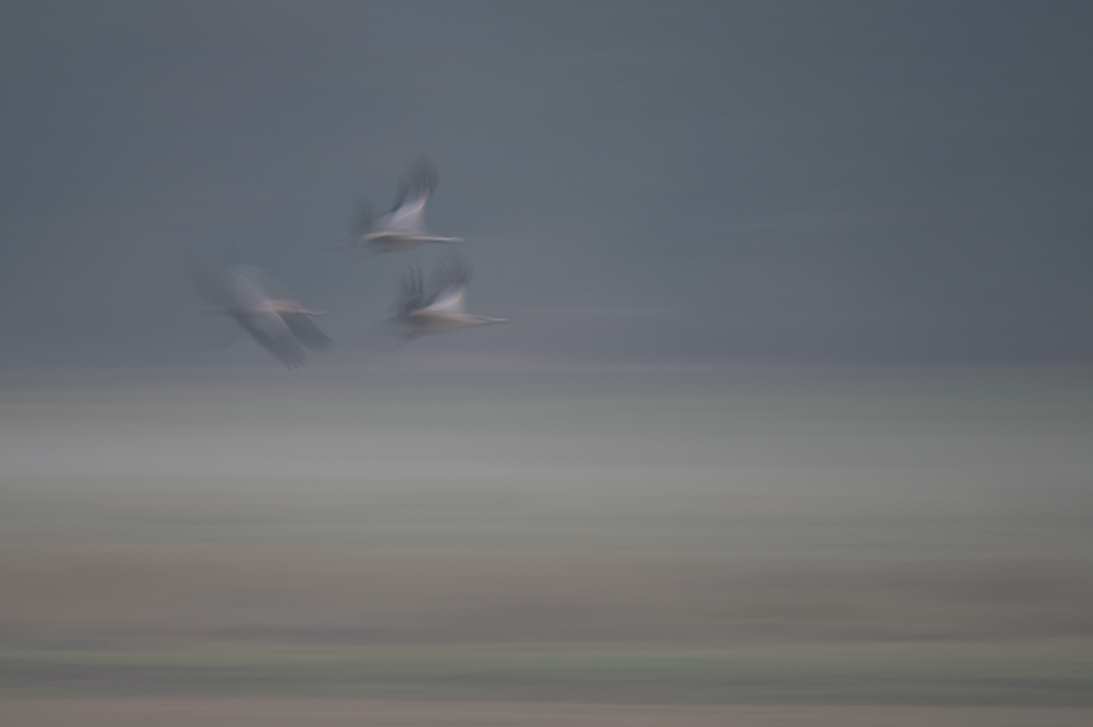 Kraniche im Morgennebel