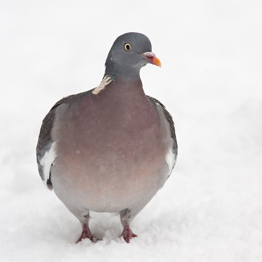 Ringeltaube (Columba palumbus) im Schnee