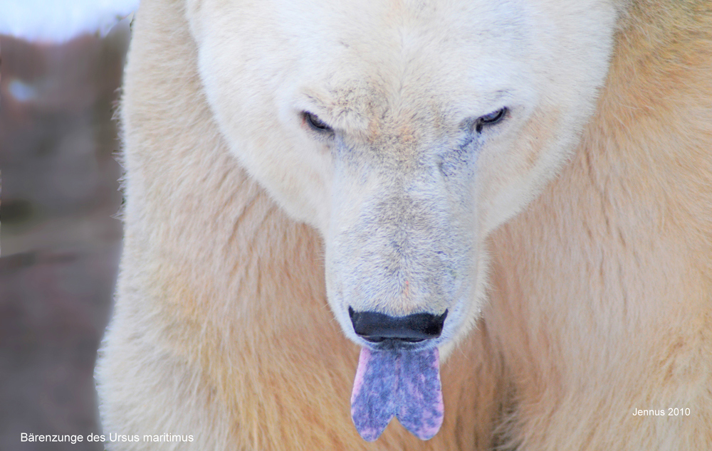 Eisbär mit blauer Zunge