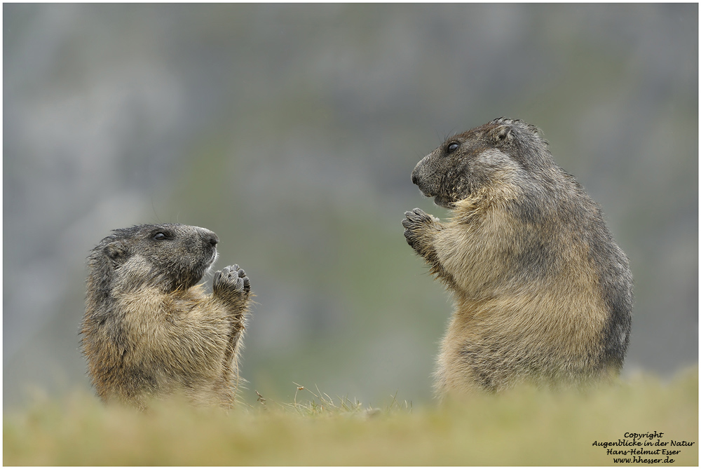 Murmeltier (Marmota marmota)