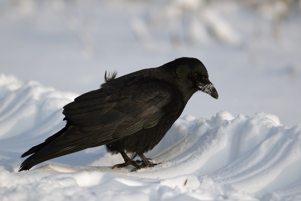 Snowy crow