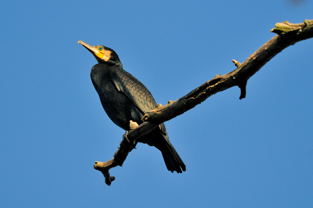 Kormoran