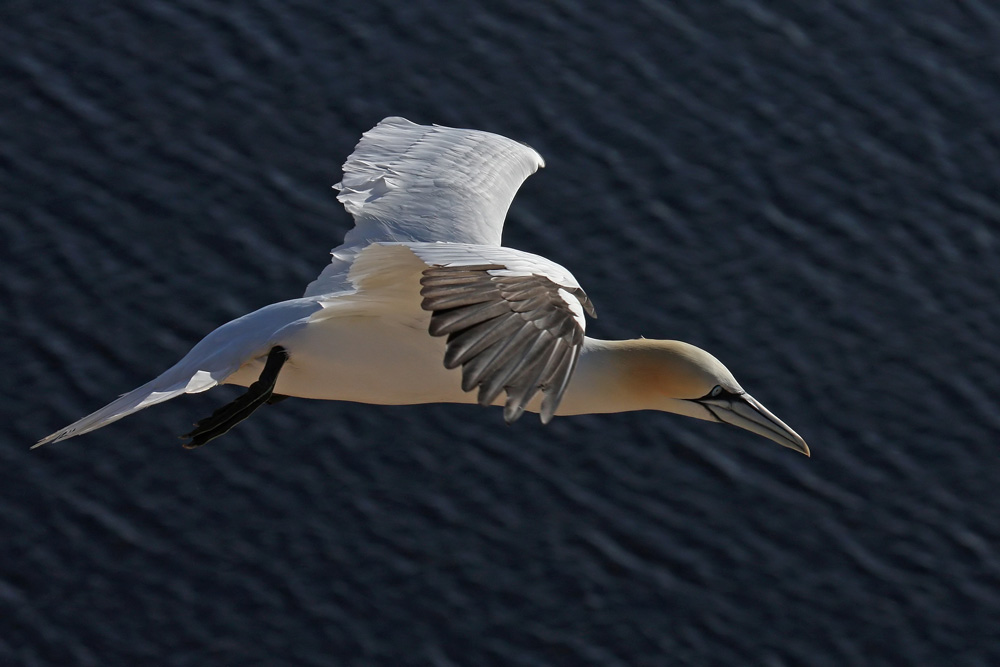 Flugbegleitung