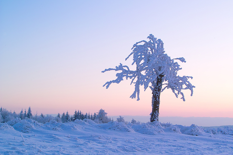 Bevor die lange kalte Winternacht kommt.....