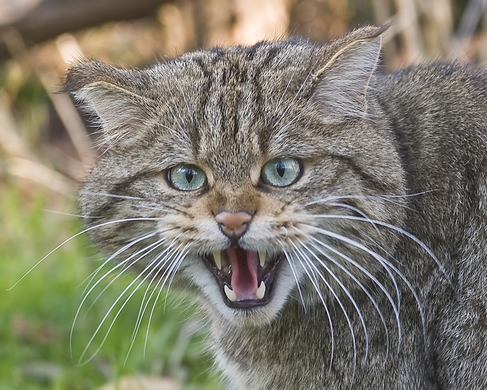 Europäische Wildkatze (Felis Silvestris Silvestris)