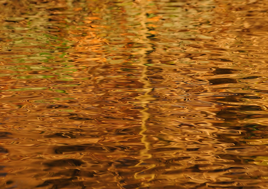 Goldsee