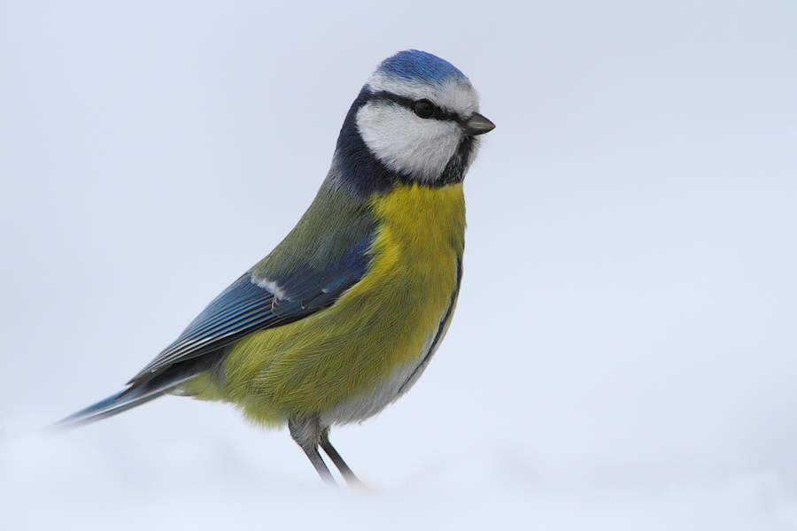 Blaumeise im Schnee