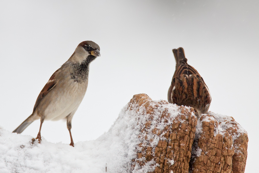 Neugieriger Haussperling (Passer domesticus)