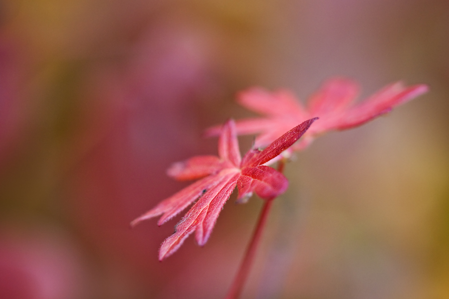 Rote Finger